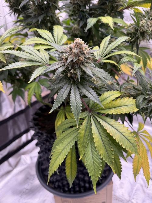 Zamnesia Landrace Pack - Panama Red. Week 16