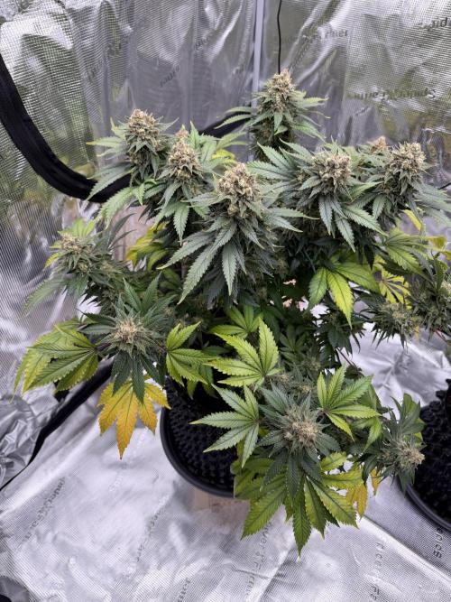 Zamnesia Landrace Pack - Panama Red. Week 16