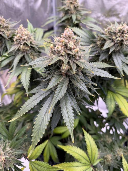Zamnesia Landrace Pack - Panama Red. Week 16
