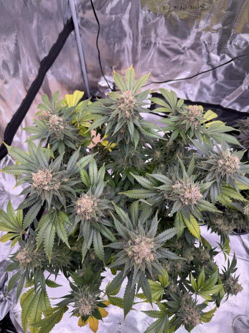 Zamnesia Landrace Pack - Panama Red. Week 16