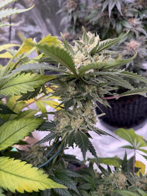 Zamnesia Landrace Pack - Panama Red. Week 16