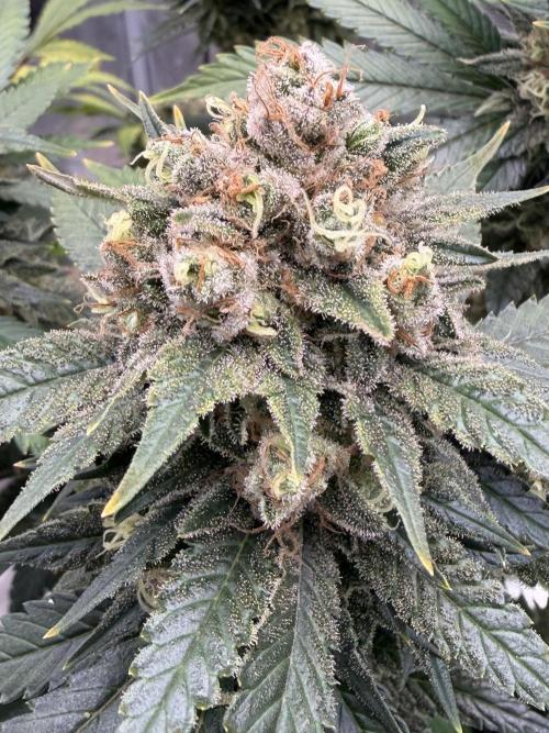 Panama Red. Week 16