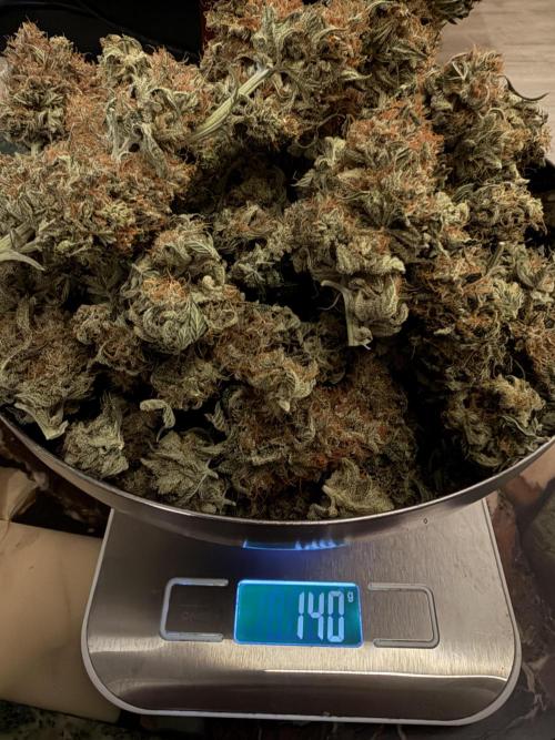 Zamnesia Landrace Pack - Afghani indoor. Week 16