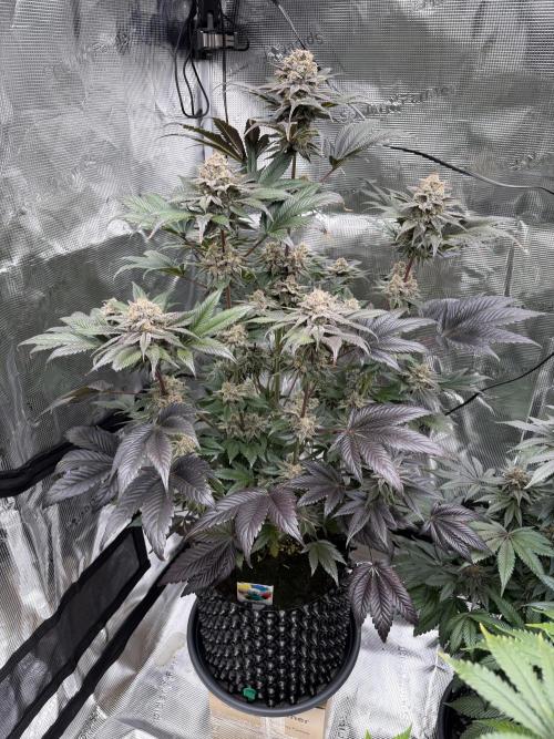 World of Seeds - Burger Kush EV. Week 13