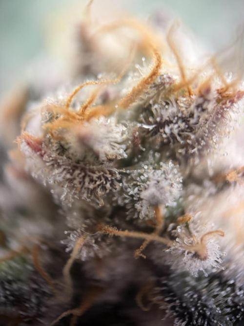 World of Seeds - Burger Kush EV. Week 13