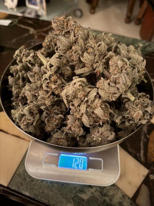World of Seeds - Burger Kush EV. Week 13