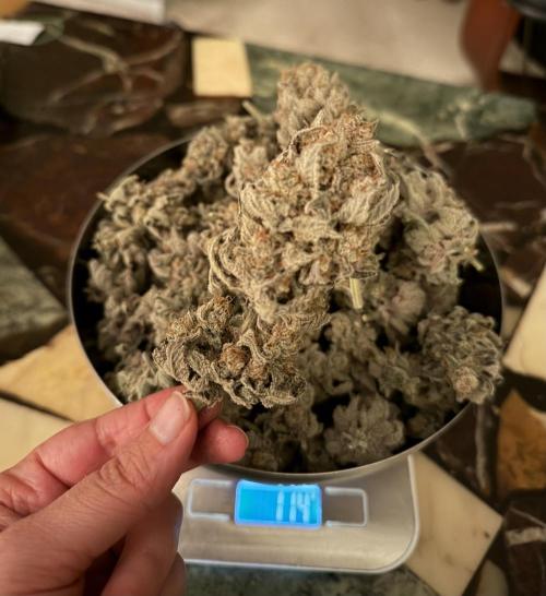 World of Seeds - Burger Kush EV. Week 13