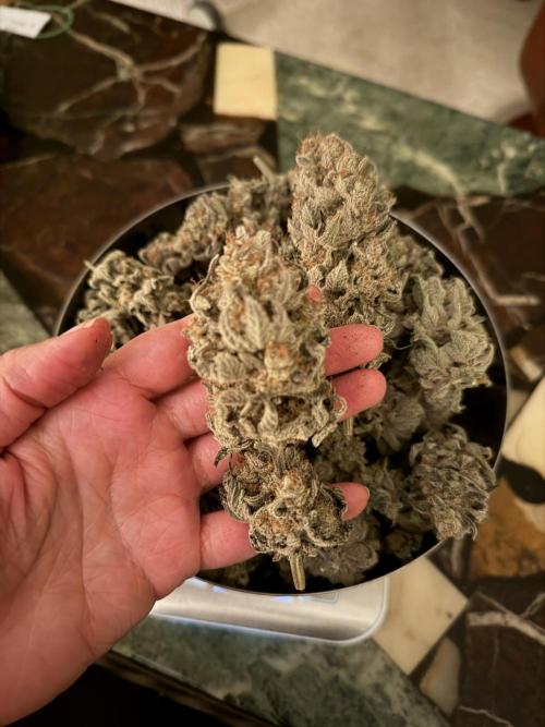 World of Seeds - Burger Kush EV. Week 13
