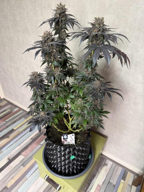 Zamnesia Landrace Pack - Colombian Gold. Week 17