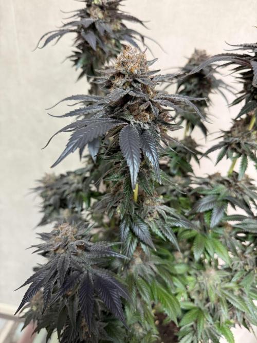 Zamnesia Landrace Pack - Colombian Gold. Week 17