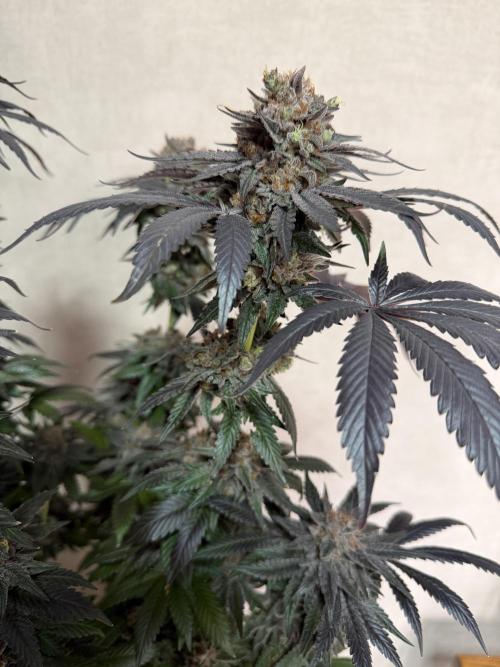 Zamnesia Landrace Pack - Colombian Gold. Week 17