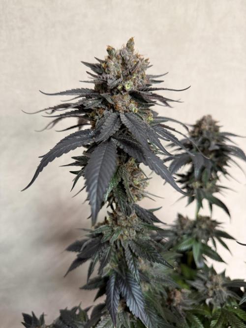 Zamnesia Landrace Pack - Colombian Gold. Week 17