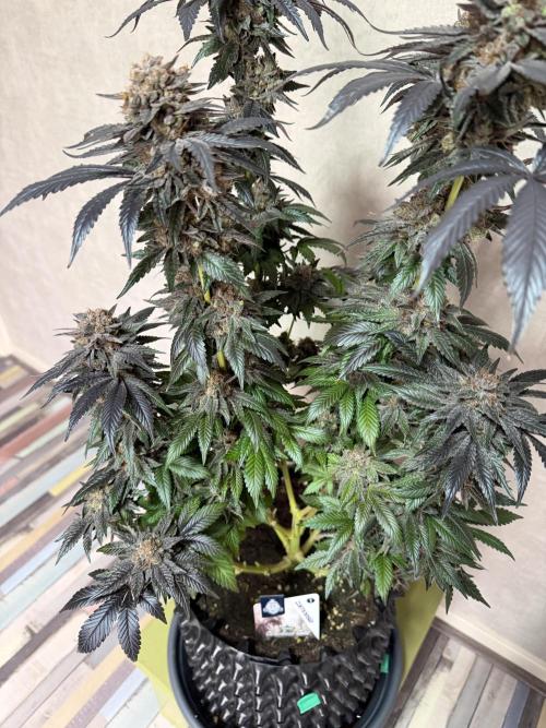 Zamnesia Landrace Pack - Colombian Gold. Week 17