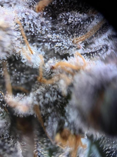Zamnesia Landrace Pack - Colombian Gold. Week 17