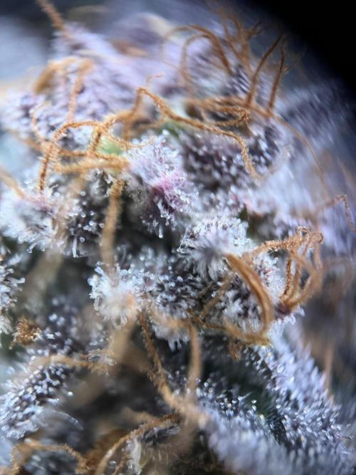 Zamnesia Landrace Pack - Colombian Gold. Week 17