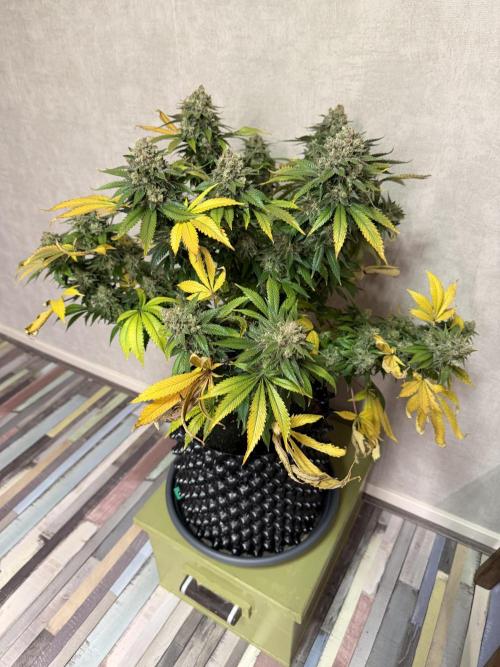 Zamnesia Landrace Pack - Panama Red. Week 17