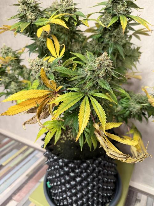Zamnesia Landrace Pack - Panama Red. Week 17