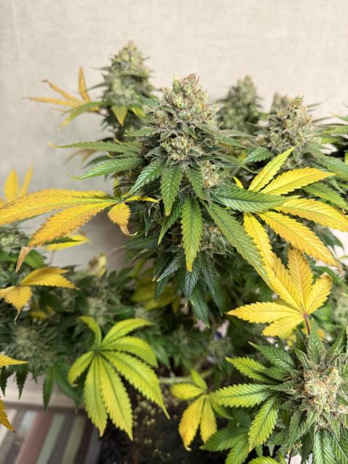 Zamnesia Landrace Pack - Panama Red. Week 17