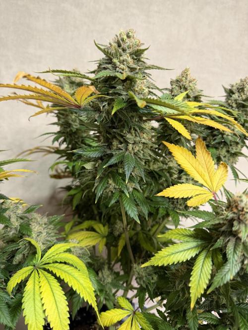 Zamnesia Landrace Pack - Panama Red. Week 17