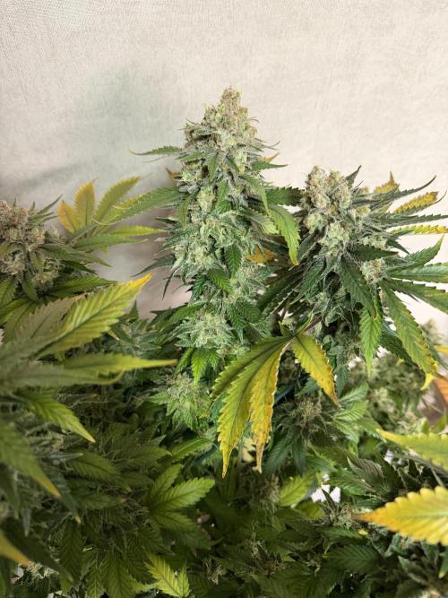 Zamnesia Landrace Pack - Panama Red. Week 17