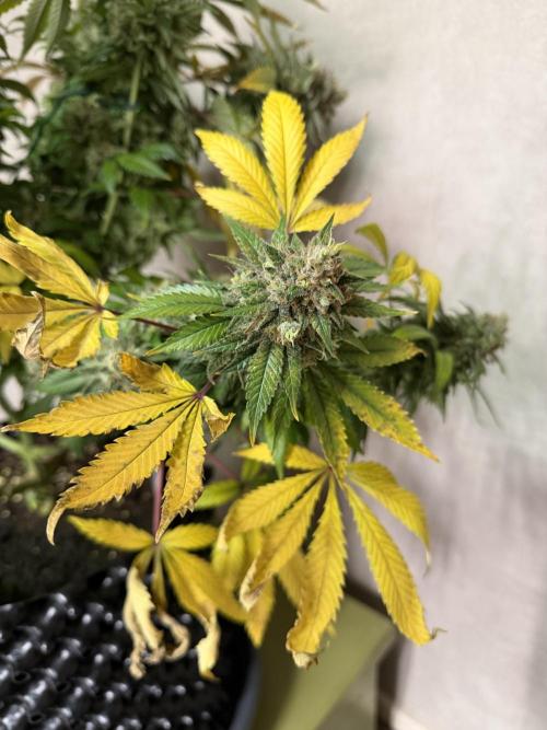 Zamnesia Landrace Pack - Panama Red. Week 17