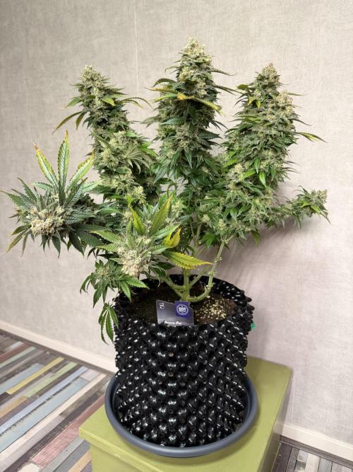 Zamnesia Landrace Pack - Panama Red. Week 17