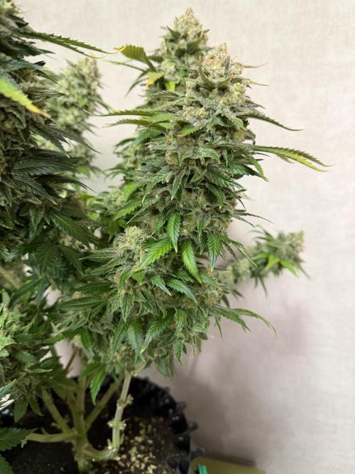Panama Red. Week 17