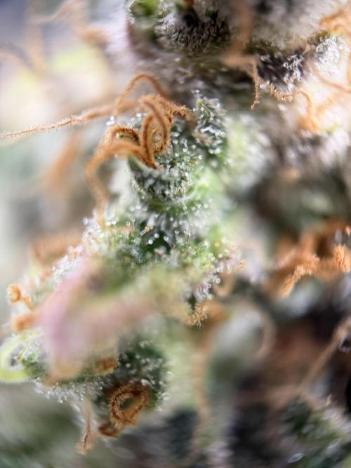 Zamnesia Landrace Pack - Panama Red. Week 18