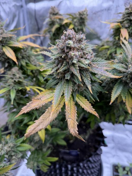Zamnesia Landrace Pack - Panama Red. Week 18