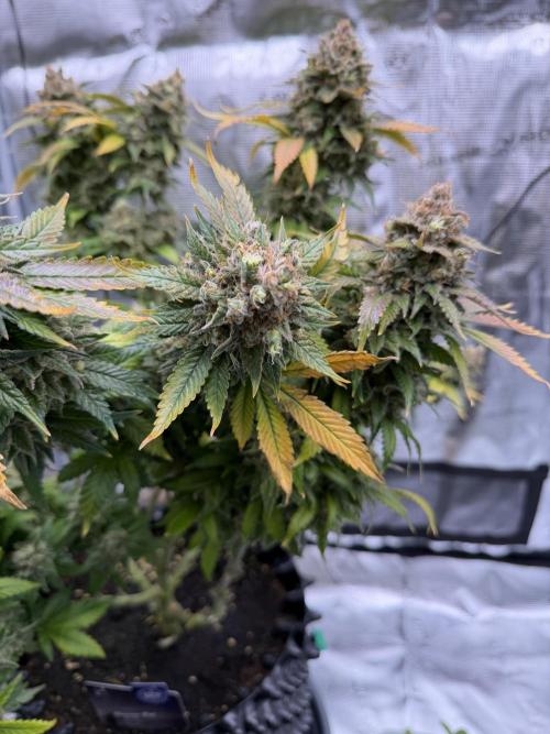 Zamnesia Landrace Pack - Panama Red. Week 18