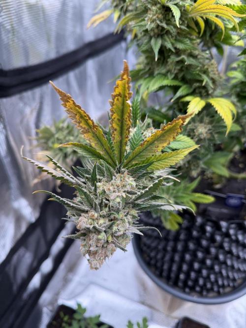 Zamnesia Landrace Pack - Panama Red. Week 18