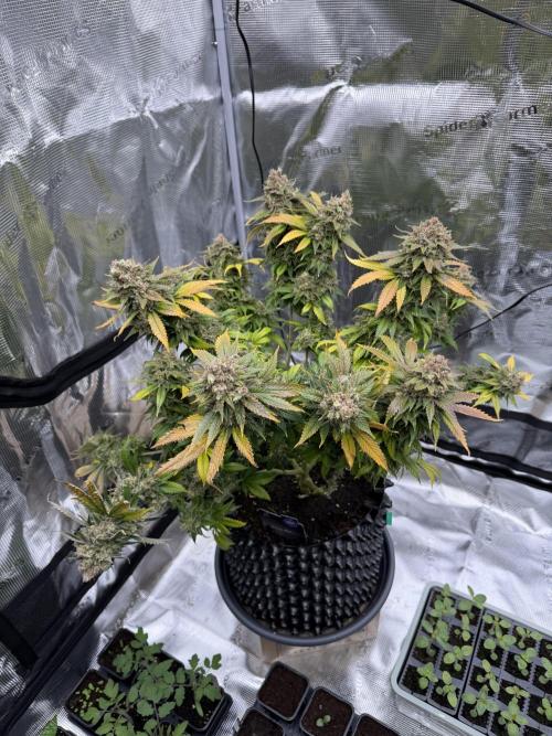 Zamnesia Landrace Pack - Panama Red. Week 18