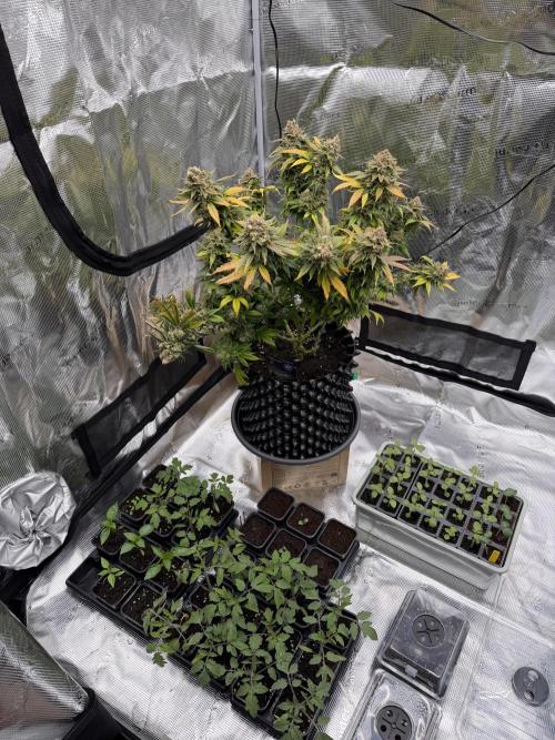 Zamnesia Landrace Pack - Panama Red. Week 18