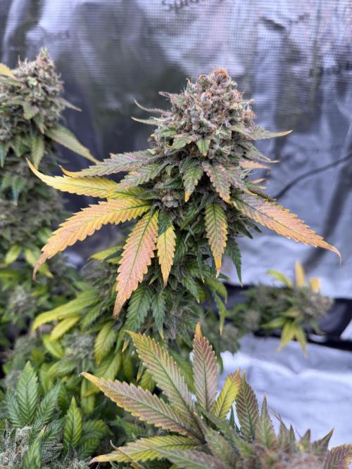 Zamnesia Landrace Pack - Panama Red. Week 18
