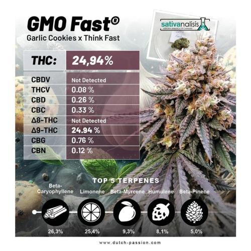 Dutch Passion - GMO Fast Outdoor 2026. Week 0