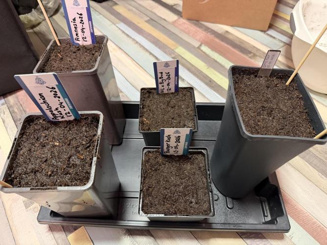 Dutch Passion - GMO Fast Outdoor 2026. Week 0