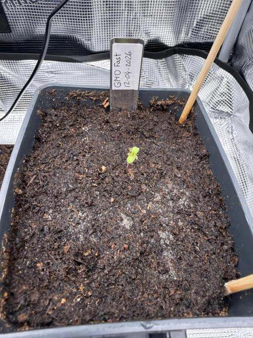 Dutch Passion - GMO Fast Outdoor 2026. Week 0