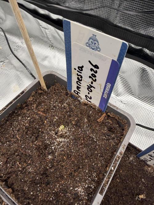 WoS - Amnesia Early Version Outdoor 2026. Week 0