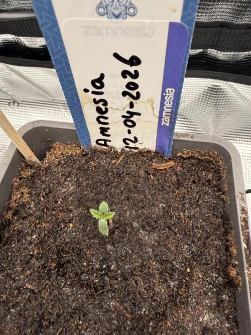 WoS - Amnesia Early Version Outdoor 2026. Week 0