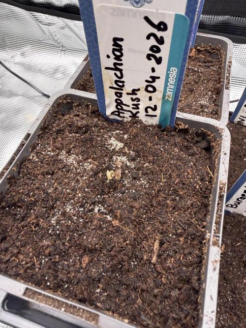 WoS - Appalachian Kush EV Outdoor 2026. Week 0