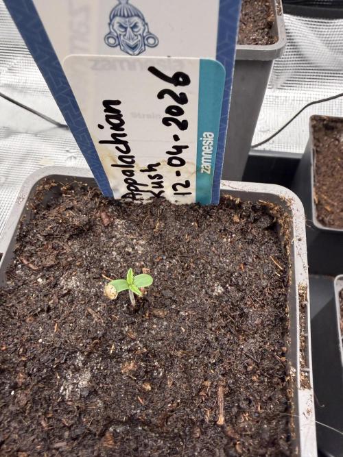 WoS - Appalachian Kush EV Outdoor 2026. Week 0