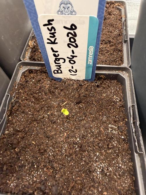 WoS - Burger Kush Early V. Outdoor 2026. Week 0