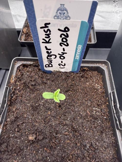 WoS - Burger Kush Early V. Outdoor 2026. Week 0