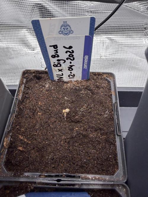WoS - NL x Big Bud Early V. Outdoor 2026. Week 0