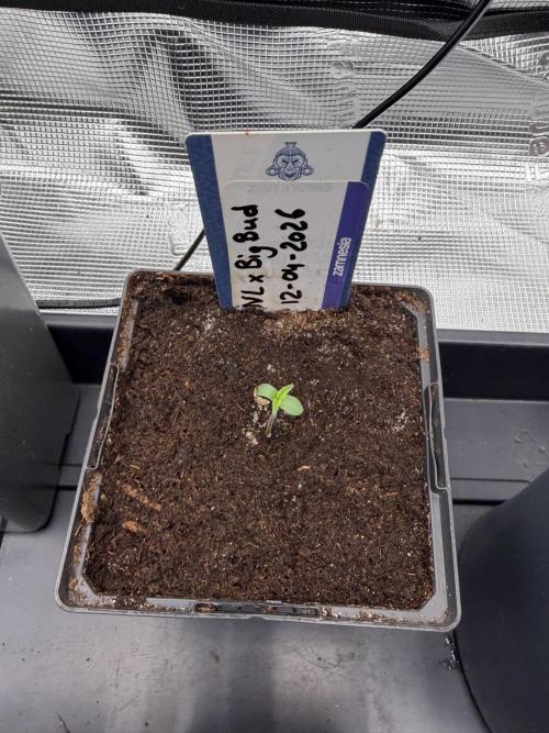 WoS - NL x Big Bud Early V. Outdoor 2026. Week 0