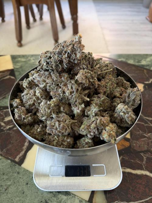 Zamnesia Landrace Pack - Colombian Gold. Week 18