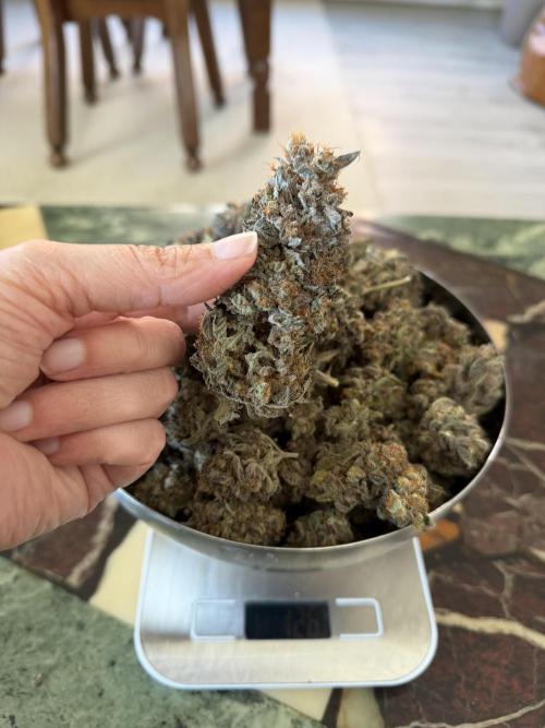 Zamnesia Landrace Pack - Colombian Gold. Week 18