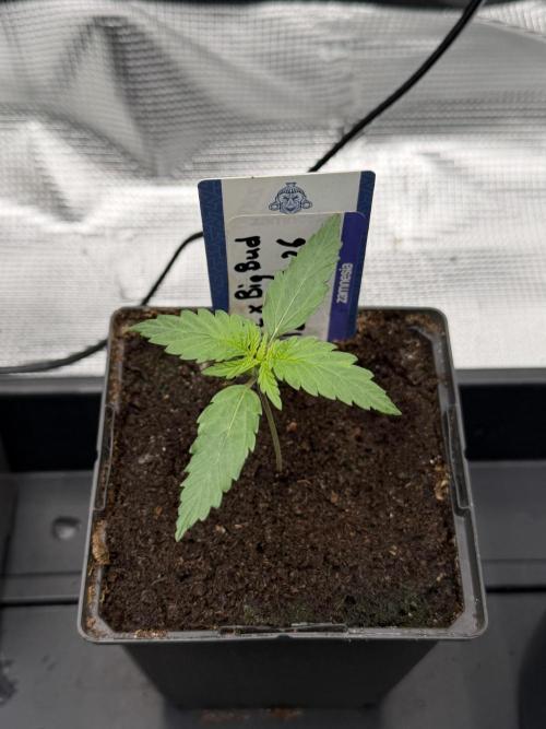 WoS - NL x Big Bud Early V. Outdoor 2026. Week 1