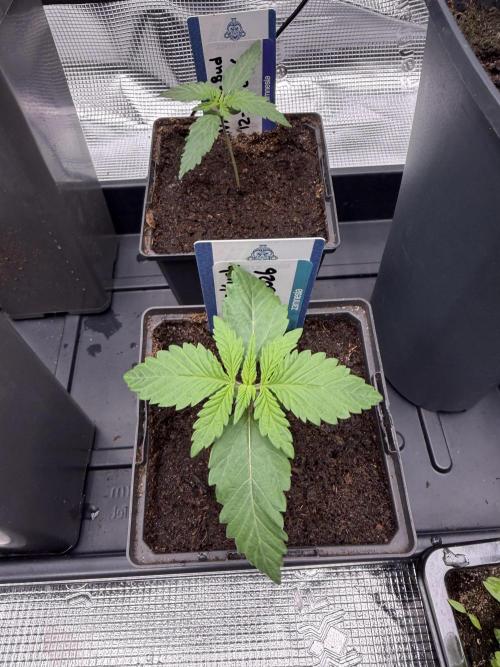 WoS - Burger Kush Early V. Outdoor 2026. Week 1