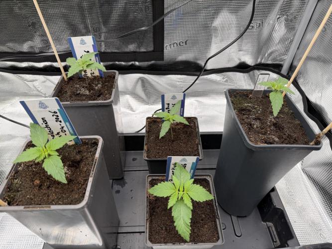 WoS - Burger Kush Early V. Outdoor 2026. Week 1